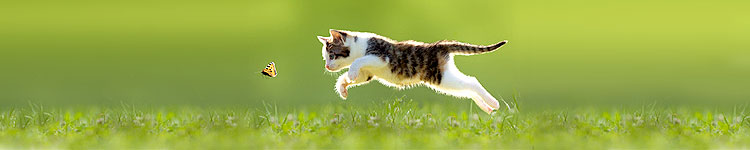 Für Katzen