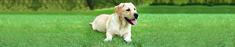 Für Hunde